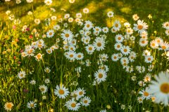 油痘肌：告别“反光脸”，雅泊蔻让我找回清爽自信！