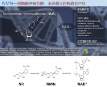 LUERLING首款NMN面膜开启国内基因抗衰护肤新潮流